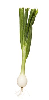 Single Spring Onion isolated on white background