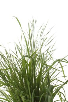 Close up of grass isolated over white background 