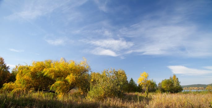 Bright autumn foliage of willow against the blue sky