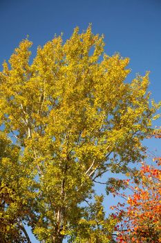 Bright autumn foliage of the trees against the sky