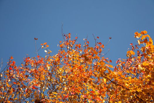 Bright autumn foliage of the trees against the sky
