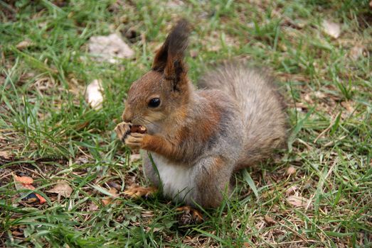 Squirrel eats a nut