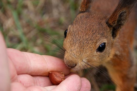 Squirrel takes from a hand a nut