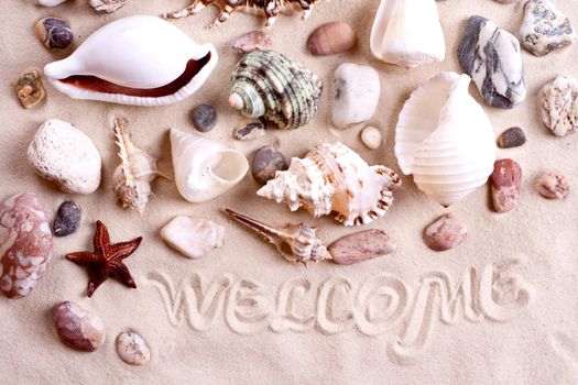 seashells in sand with text as a background