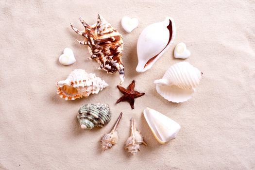 seashells in sand as a background