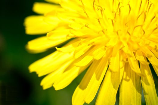 yellow dandelion closeup on a green background