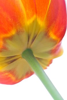 tulip on a white background