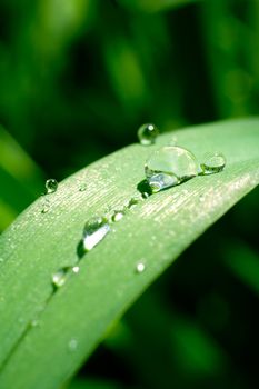 fresh green grass with drops