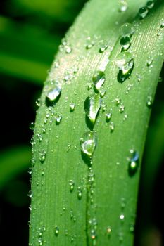 fresh green grass with drops
