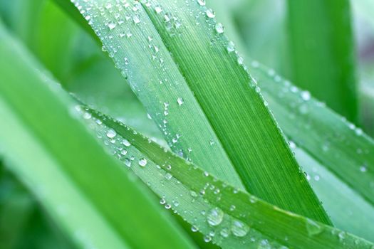 fresh green grass with drops