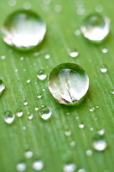 green leaf with drops as a background