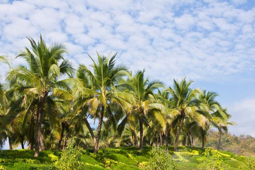 Coconut trees in the beautiful garden