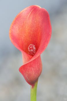 eine rote Blumenblüte,mit unscharfem Hintergrund 	
A red flowers bloom, with blurred background