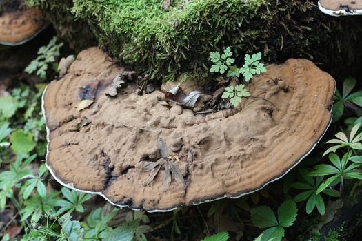 Nahaufnahme eins Baumpilzes (Polyporus applanatus),an einem abgestorbenen Baumstamm	
Close-up of a tree fungus (Polyporus applanatus), on a dead tree trunk