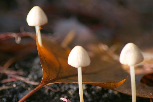 drei kleine Pilze,mit herbstlichem Blatt,(unscharf)	
three small mushrooms, with autumn leaf, (unsharp)