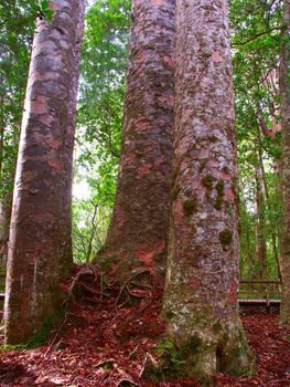 Four Sisters Kauri Trees (Agathis australis) in the Waipoua Forest of New Zealand.