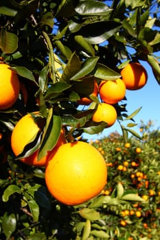 The beautiful orange groves of Florida on a sunny day.