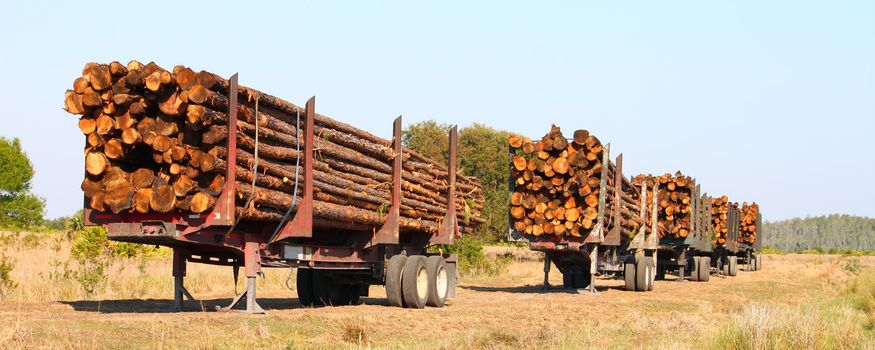 Trailers full of pine logs from a logging operation in Florida.