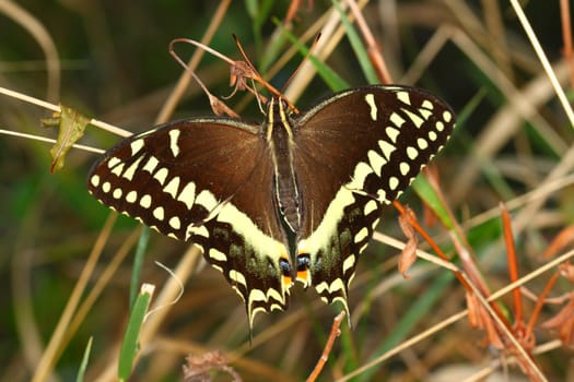 Palamedes Swallowtail (Papilio palamedes) found in a central Florida natural area.