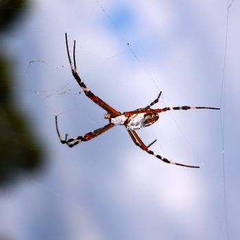 Silver-backed argiope (Argiope florida) hangs on a web in central Florida.