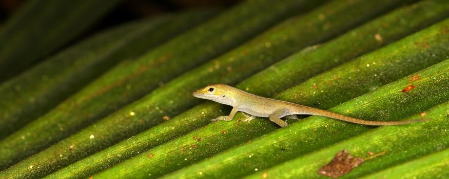 A Green Anole (Anolis carolinensis) sits on a palmetto frond in Florida.
