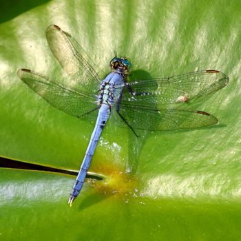 An Eastern Pondhawk (Erythemis simplicicollis) resting on a lily pad in central Florida.