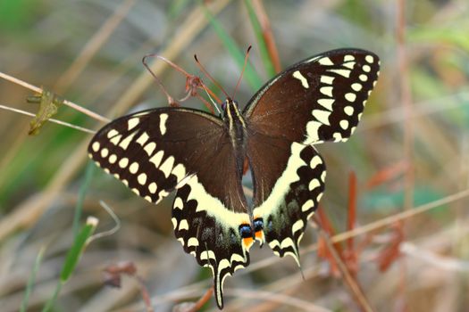 Palamedes Swallowtail (Papilio palamedes) found in a central Florida natural area.
