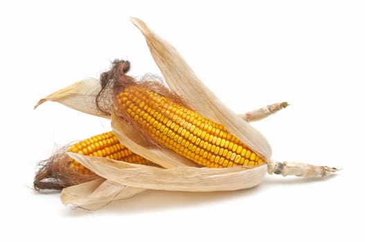 fresh corn cobs on a white background