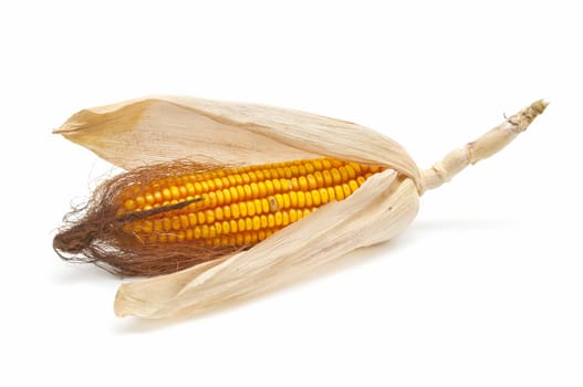 fresh corn cobs on a white background