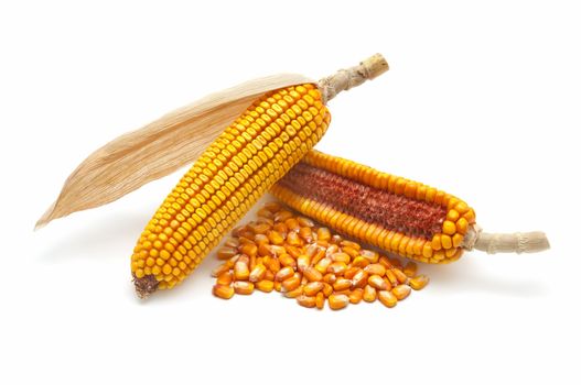 fresh corn cobs on a white background