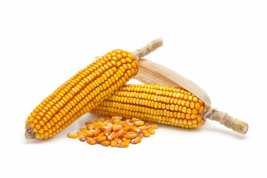 fresh corn cobs on a white background