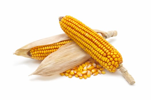 fresh corn cobs on a white background