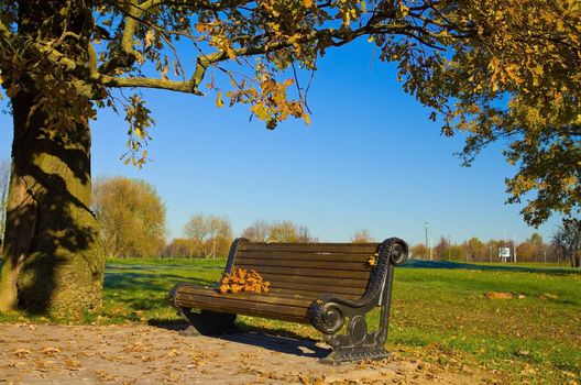 bench under oak in autumn park