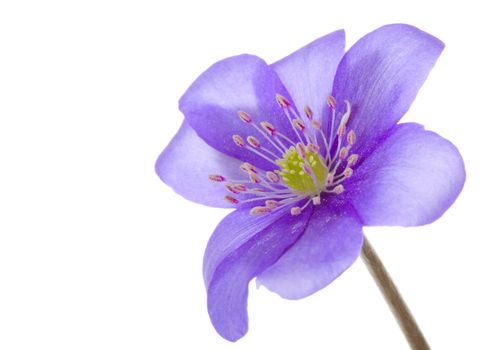 close-up hepatica flower, isolated on white