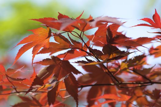 Acer Maple tree red leaves close-up