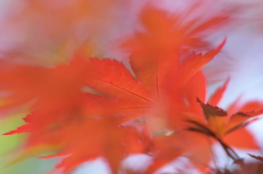 Acer Maple tree red leaves close-up