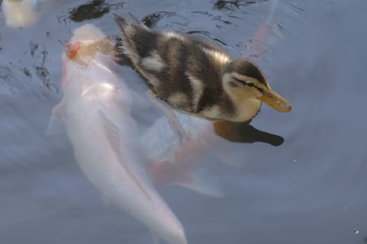 Young duck, Mallard,  in a ornamental pond with Koy fish