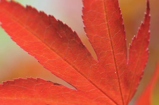 Acer Maple tree red leaves close-up