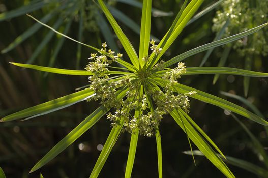 European plant of papyrus reed closeup
