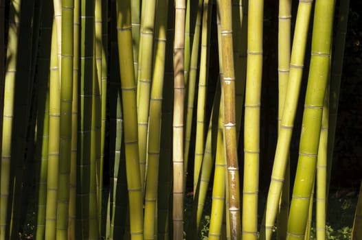 Giant Bamboo forest detail in the late afternoon sun