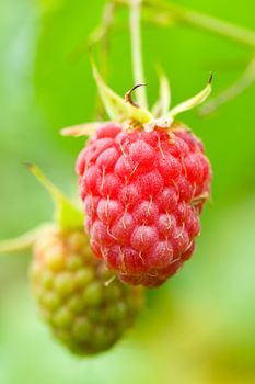 branch of ripe raspberry on green background