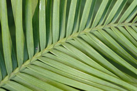 Wollemi pine tree leaf detail, Wollemia nobilis, from Australia