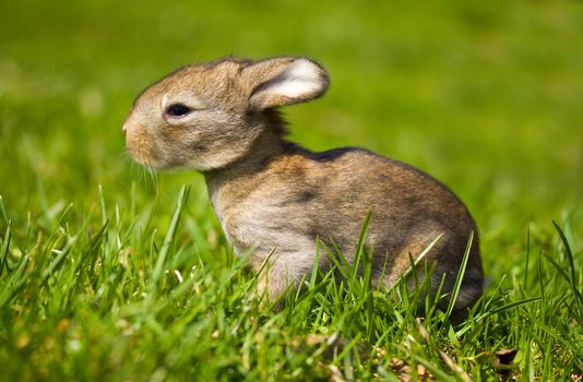 gray bunny on green grass background