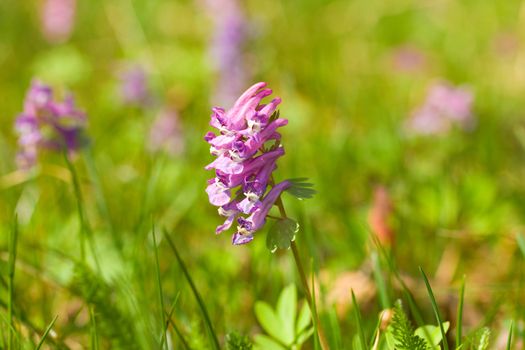 close-up purple flower on green background