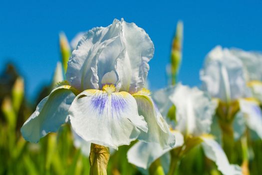 close-up white iris against blue sky