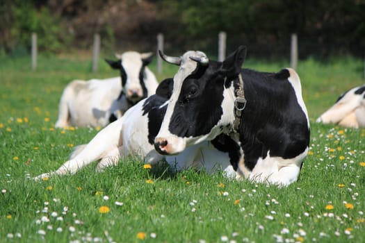 Black and white famous cow of Fribourg canton, Switzerland, resting lying in a meadow of green grass and flowers