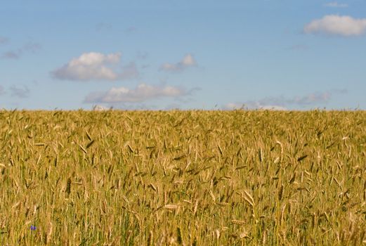 field with ripe rye against blue sky