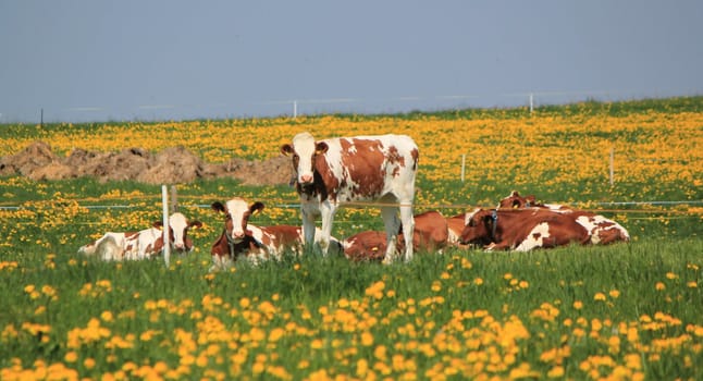 Brown and white cows of Fribourg canton, Switzerland, resting lying in a meadow of green grass and dandelions yellow flowers