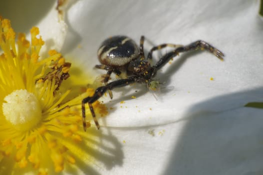 Black spider hunting for an insect to approach the flower