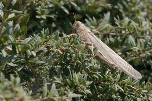 Brown locust resting on a Mediterranean bush